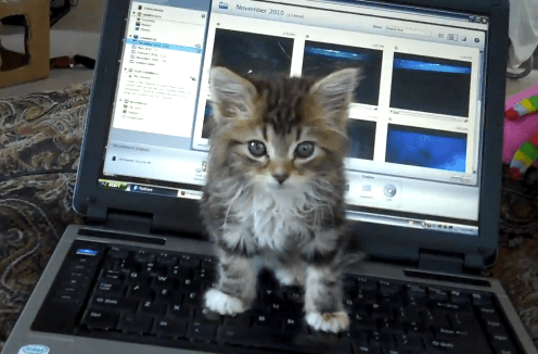 Kitten and Laptop