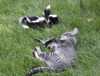 Cat and Skunks
