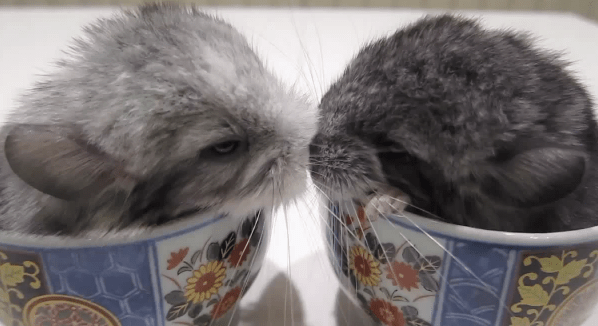 Chinchillas in Teacups