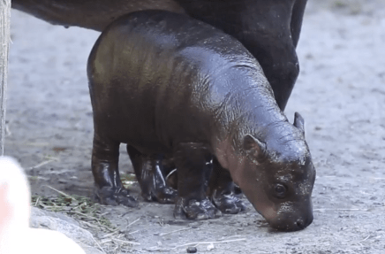 Baby Pygmy Hippo