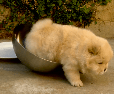 Chow Puppy in Bowl