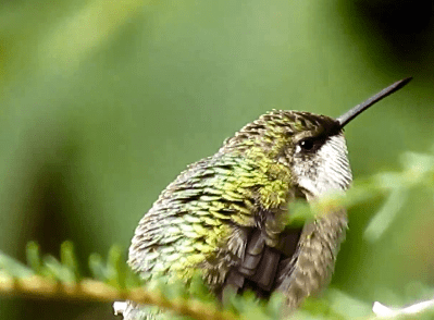 Cute Hummingbird