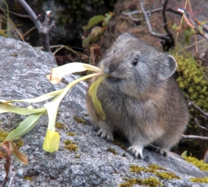 Pika