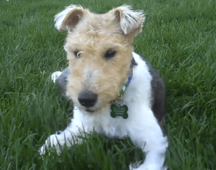 Wire Fox Terrier Puppy