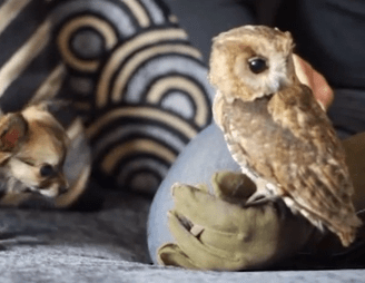 Puppy meets Owl