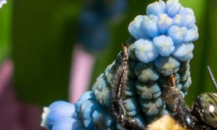 Macro Monday: Bee at lunch