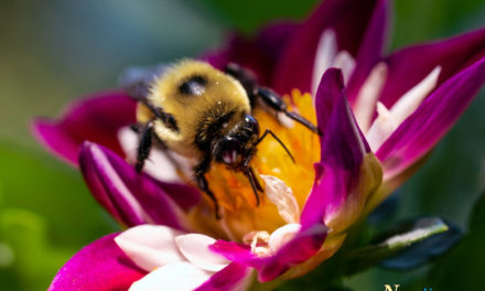 Macro Monday – Busy as a Bee