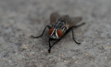 Macro Monday: Flesh Fly
