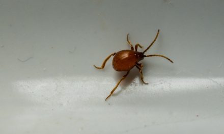 Spider Beetle In The Shower
