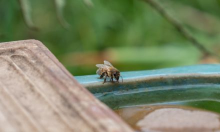 Little Bee, Big World