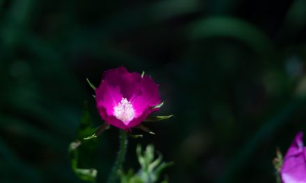 Macro Monday: A Bit Of Contrast